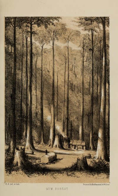 Gum Forest by Robert Elwes